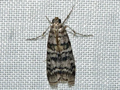 Dioryctria mendacella