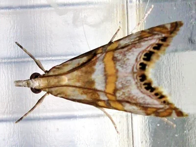 Euchromius anapiellus