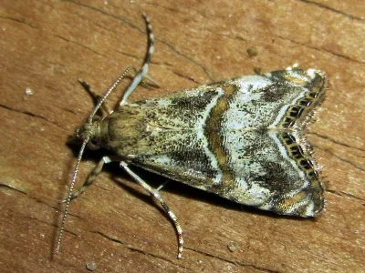 Euchromius cambridgei