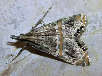 Euchromius gozmanyi