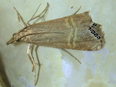 Euchromius ocellea