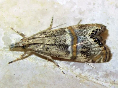 Euchromius ramburiellus