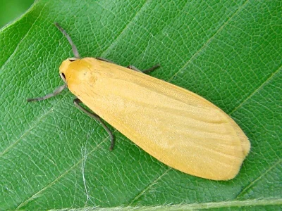 Eilema (Wittia) sororcula