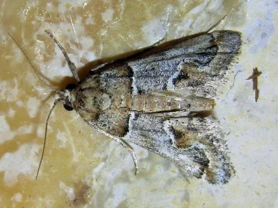 Hypotia infulalis