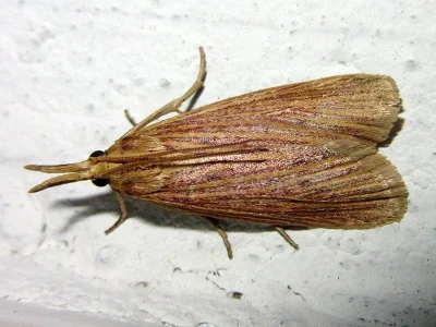 Ematheudes punctellus