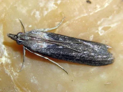 Epischnia illotella