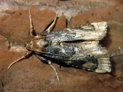 Loryma egregialis