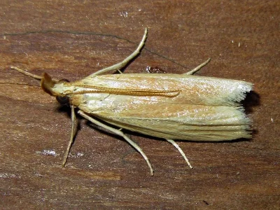 Hypsotropa vazquezi