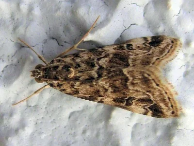 Hellula undalis