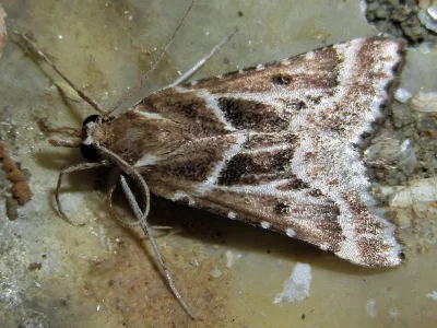 Stemmatophora borgialis