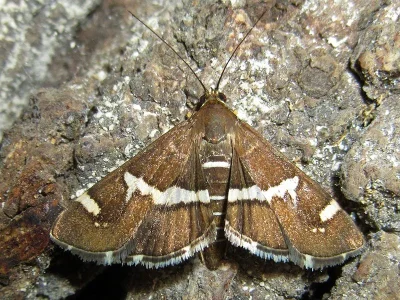 Spoladea recurvalis
