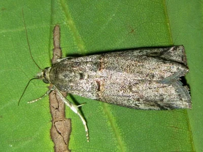 Trachonitis cristella