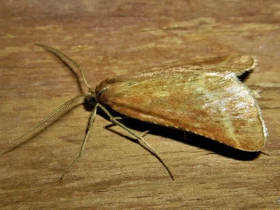Synaphe lorquinalis