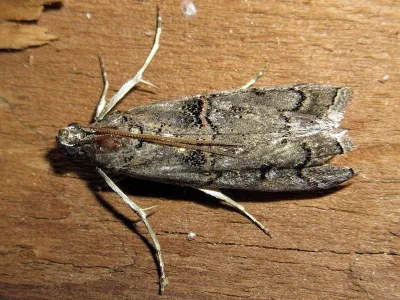 Pempelia genistella