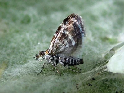 Tebenna micalis