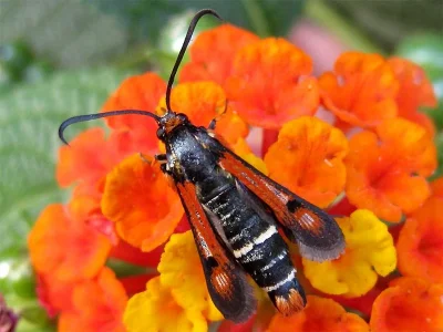 Pyropteron (Pyropteron) chrysidiformis