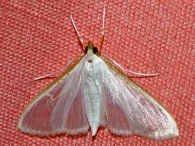 Palpita vitrealis