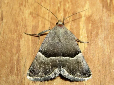 Odice pergrata