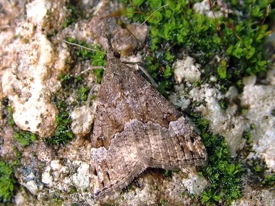 Hypena (Hypena) obsitalis