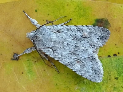 Lithophane (Lithophane) ornitopus