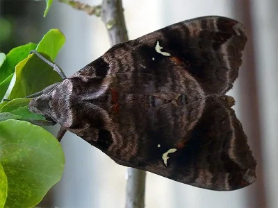 Maassenia heydeni