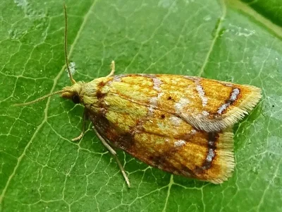 Acleris bergmanniana