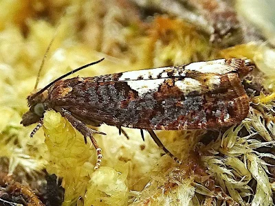 Epinotia trigonella