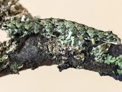 Laspeyria flexula