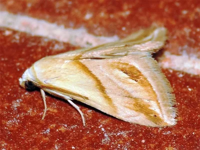 Eublemma (Eublemma) cochylioides