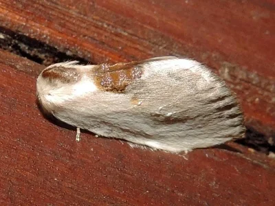 Cilix hispanica
