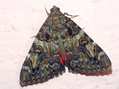 Catocala coniuncta