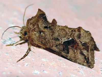 Ctenoplusia (Ctenoplusia) accentifera
