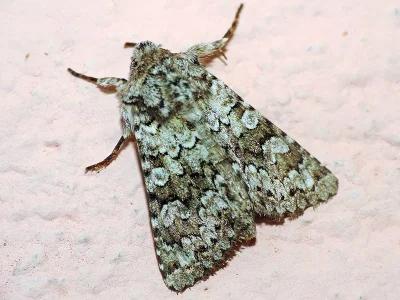 Hecatera corsica