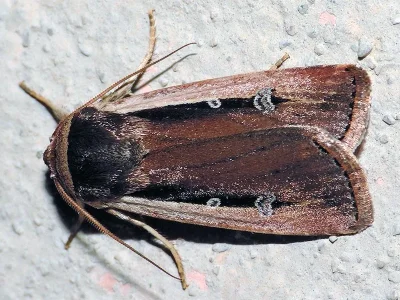Ochropleura leucogaster