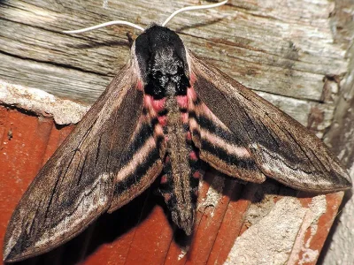 Sphinx ligustri