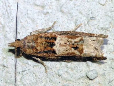 Crocidosema plebejana