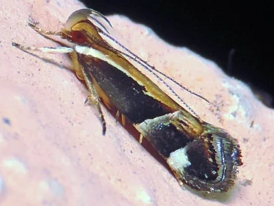 Helcystogramma lamprostoma