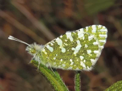 Euchloe (Euchloe) insularis