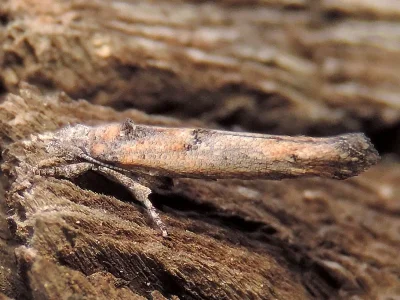 Zelleria oleastrella