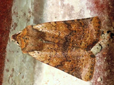 Agrochola ruticilla