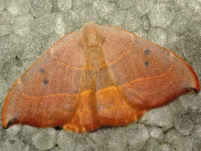 Watsonalla uncinula