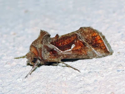 Thysanoplusia (Thysanoplusia) circumscripta