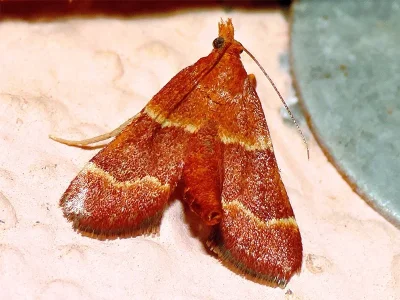 Stemmatophora combustalis