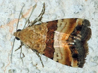 Pseudozarba bipartita