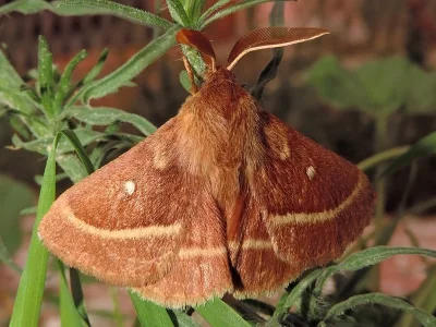 Lasiocampa (Pachygastria) trifolii