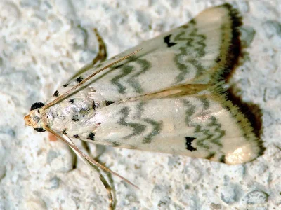 Euzophera lunulella