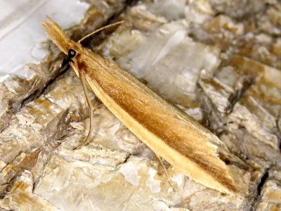 Donacaula mucronella