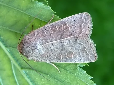 Hoplodrina ambigua