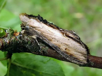 Cucullia lychnitis