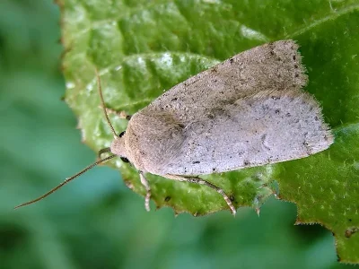 Conistra (Conistra) daubei